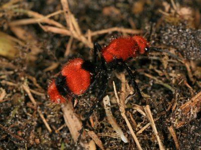 Velvet Ant 062009r.jpg