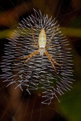 Spider r.jpg