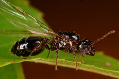 Acrobat Ant  121309 36r.jpg