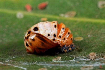 Ladybug Larvae 2 r.jpg