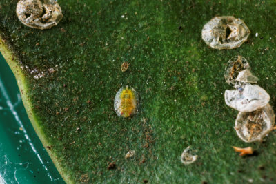 Fig or Ficus Whitefly Immatures 3.jpg