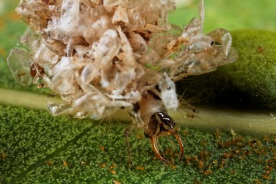 Lacebug Larvae aka Trashbug 081010 r.jpg