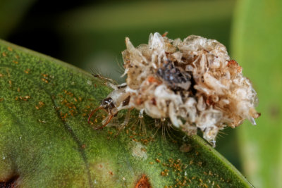 Lacewing Larvae_Trashbug 1.jpg