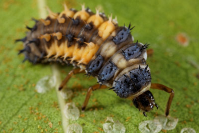 Ladybug Larvae 1.jpg