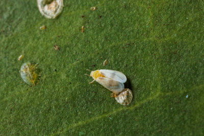 Fig or Ficus Whitefly AdultR1.jpg