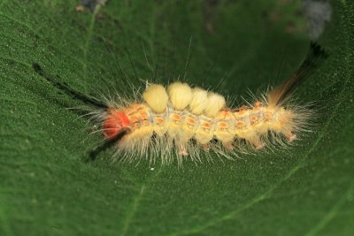 Tussock Moth Caterpillar 38gfr.jpg