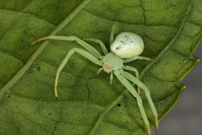 Crab Spider 060610 2r1.jpg