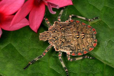 Stinkbug 051708 17gfr1.jpg