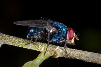 Blue Bottle Fly