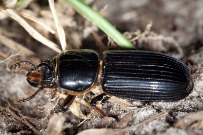 Bess Beetle Horned Passalus 4gfr.jpg