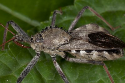 Wheel Bug 2gfr.jpg