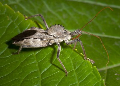 Wheel Bug 112110gfr.jpg