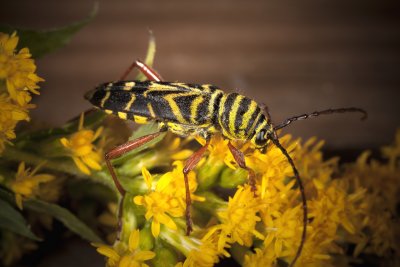 Locust Borer Beetle megacyllene robiniae 1r.jpg