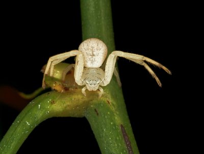 Crab Spider 100209 24gfr.jpg