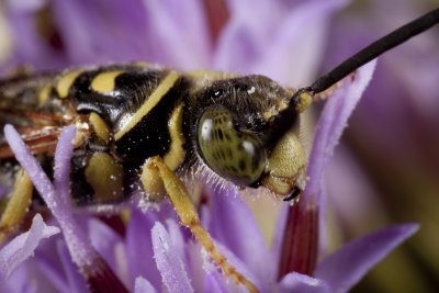 Five-banded Tiphiid Wasp Myzinum quinquecinctuma 14gfr.jpg