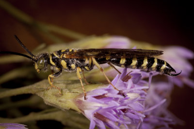 Five-banded Tiphiid Wasp Myzinum quinquecinctuma 26gfr.jpg