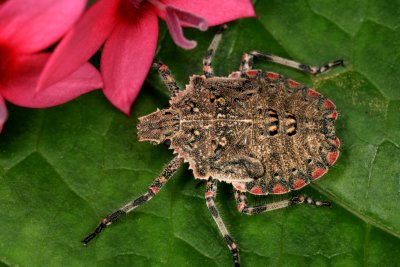 Stinkbug 051708 17r.jpg