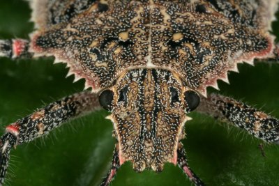 Stinkbug 051708 5r1.jpg