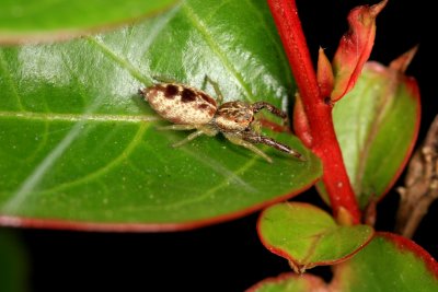 Jumping Spider 050308 3r.jpg