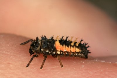 Lady Bug Larvae 051708 1r.jpg