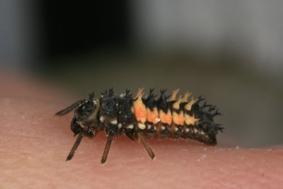 Lady Bug Larvae 051708 2r.jpg