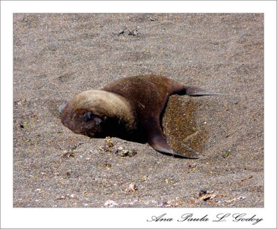 Punta Norte -Trelew