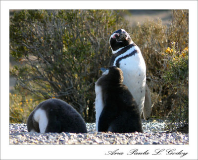 Punta Tombo-Trelew