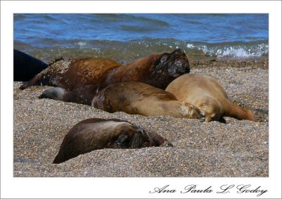 Punta Norte-Trelew