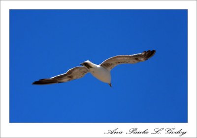 Punta Norte-Trelew