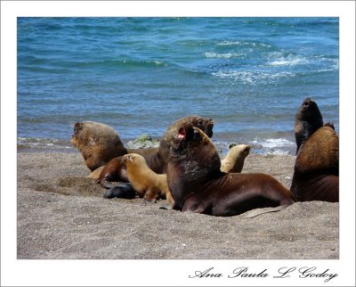 Punta Norte-Trelew