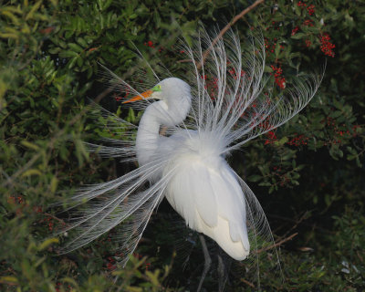 Egret with Breeding Plumage