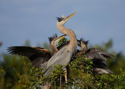 Great Blue Heron Feeding Frenzy