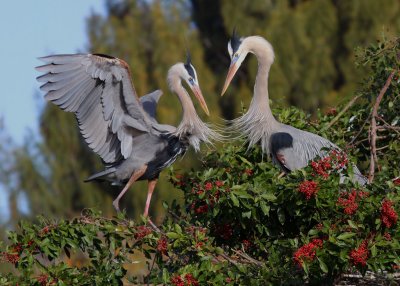 Great Blue Heron Nest Building Ritual