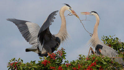 Great Blue Heron Nest Building Ritual