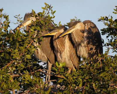 Immature Great Blue Herons