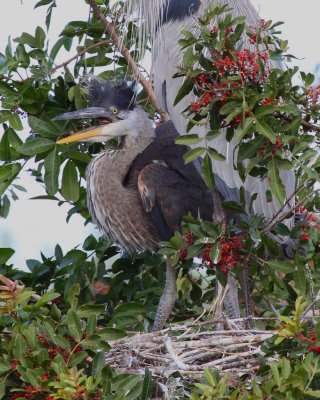 Great Blue Heron