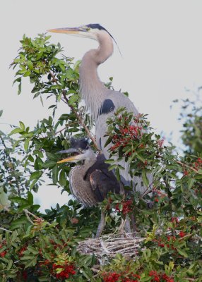 Great Blue Heron