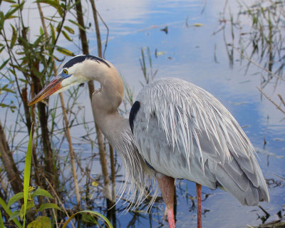 Great Blue Heron