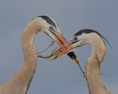 Great Blue Heron Nest Building Ritual