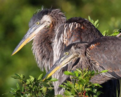 Immature Great Blue Herons
