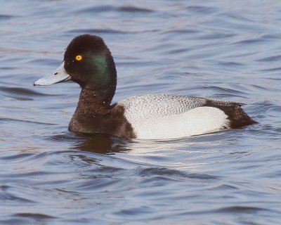 Lesser Scaup