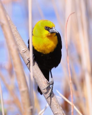 Yellow-Headed Blackbird