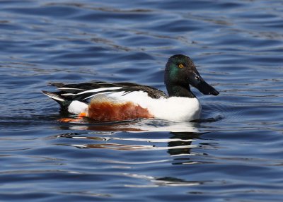 Northern Shoveler