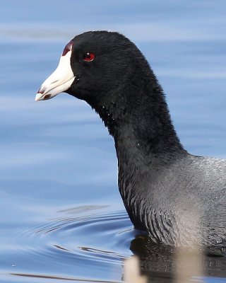 Juvenile American Coot