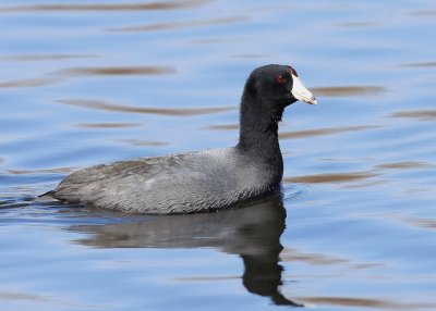 Juvenile American Coot