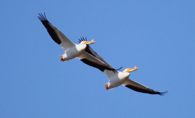 White Pelicans in Illinois