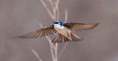 Tree Swallow