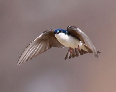 Tree Swallow