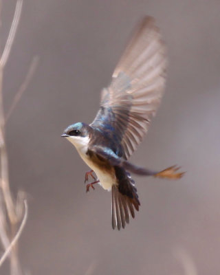 Tree Swallow