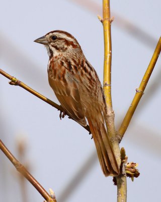 Song Sparrow